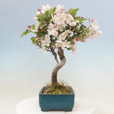 Bonsai im Freien - Malus halliana - Kleinfruchtiger Apfelbaum - 4