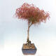 Bonsai im Freien - Acer palmatum RED PYGMY - 4/6