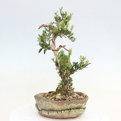 Zimmerbonsai - Buxus harlandii - Korkbuchsbaum - 4
