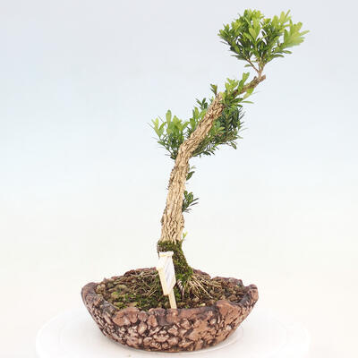 Zimmerbonsai - Buxus harlandii - Korkbuchsbaum - 4
