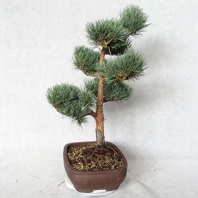 Außenbonsai - Pinus sylvestris Watereri - Waldkiefer VB2019-26848 - 4