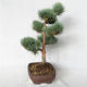 Außenbonsai - Pinus sylvestris Watereri - Waldkiefer VB2019-26848 - 4/4