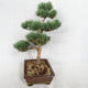 Außenbonsai - Pinus sylvestris Watereri - Waldkiefer VB2019-26852 - 4/4