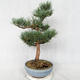 Außenbonsai - Pinus sylvestris Watereri - Waldkiefer VB2019-26859 - 4/4