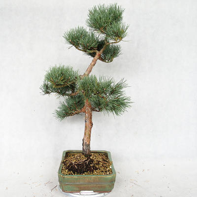 Außenbonsai - Pinus sylvestris Watereri - Waldkiefer VB2019-26877 - 4