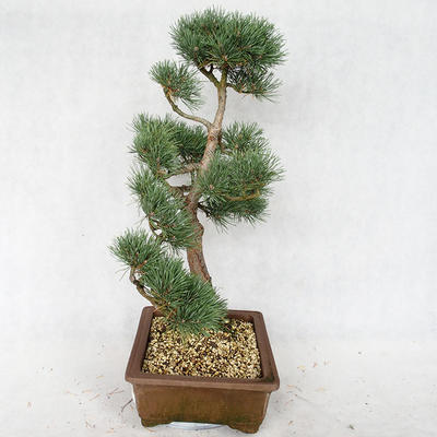 Außenbonsai - Pinus sylvestris Watereri - Waldkiefer VB2019-26878 - 4