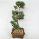 Außenbonsai - Pinus sylvestris Watereri - Waldkiefer VB2019-26878 - 4/4