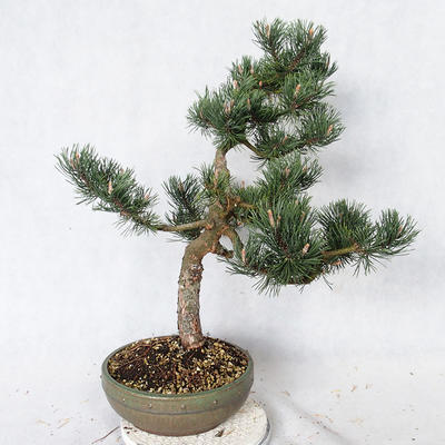 Outdoor Bonsai - Pinus Mugo - Kiefer kniend VB2019-26886 - 4