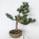 Outdoor Bonsai - Pinus Mugo - Kiefer kniend VB2019-26886 - 4/4