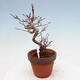 Bonsai im Freien Acer palmatum - Ahornpalme - 4/4