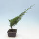 Outdoor-Bonsai - Juniperus chinensis Itoigawa-Chinesischer Wacholder - 4/4