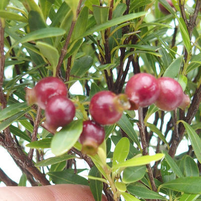 Zimmerbonsai - Syzygium - Piment - 4