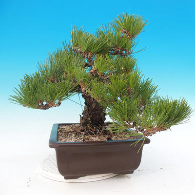 Bonsai im Freien - Pinus thunbergii - Thunberg-Kiefer - 4