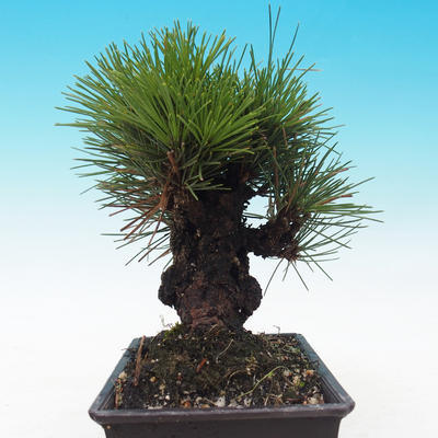 Outdoor-Bonsai - Pinus thunbergii corticosa - Kork Kiefer - 4