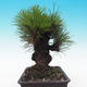 Outdoor-Bonsai - Pinus thunbergii corticosa - Kork Kiefer - 4/5