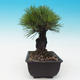 Outdoor-Bonsai - Pinus thunbergii corticosa - Kork Kiefer - 4/4