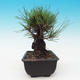 Outdoor-Bonsai - Pinus thunbergii corticosa - Kork Kiefer - 4/4