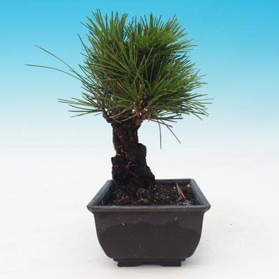 Outdoor-Bonsai - Pinus thunbergii corticosa - Kork Kiefer - 4