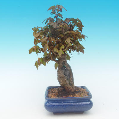 Shohin - Ahorn-Acer burgerianum auf Felsen - 4
