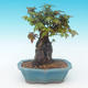 Shohin - Ahorn-Acer burgerianum auf Felsen - 4/6
