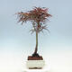 Bonsai im Freien - Acer palmatum RED PYGMY - 4/4