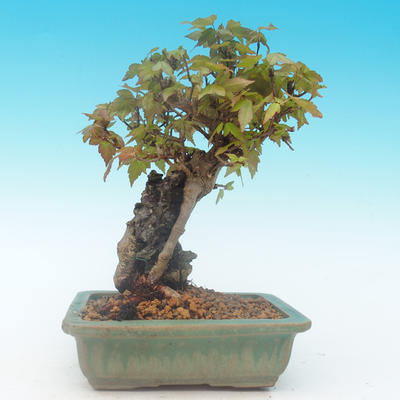 Shohin - Ahorn-Acer burgerianum auf Felsen - 4