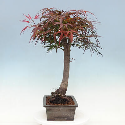 Bonsai im Freien - Acer palmatum RED PYGMY - 4