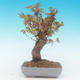 Shohin - Ahorn-Acer palmatum - 4/6