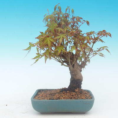 Shohin - Ahorn-Acer palmatum - 4
