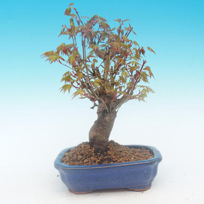 Shohin - Ahorn-Acer palmatum - 4