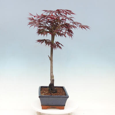 Freilandbonsai - Acer palmatum TROMPENBURG - 4