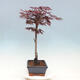Freilandbonsai - Acer palmatum TROMPENBURG - 4/6