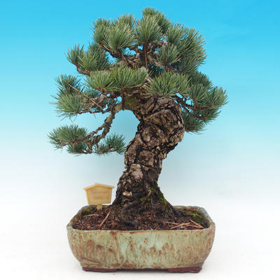 Outdoor-Bonsai - parviflora Kiefer - Pinus parviflora - 4