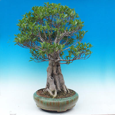 Zimmer Bonsai - Ficus kimmen - malolistý Ficus - 4