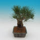 Pinus thunbergii - Kiefer thunbergova - 4/4