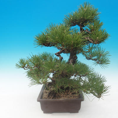 Pinus thunbergii - Kiefer thunbergova - 4