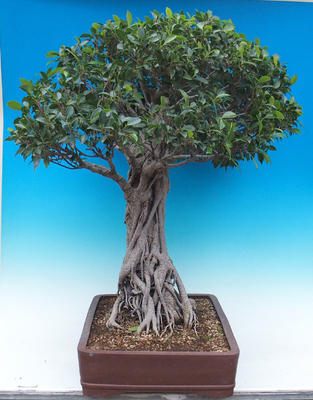 Zimmer Bonsai - Ficus kimmen - malolistý Ficus - 4