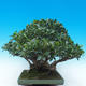 Zimmer Bonsai - Ficus kimmen - malolistý Ficus - 4/5