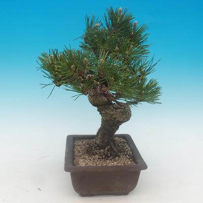 Pinus thunbergii - Kiefer thunbergova - 4