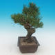 Pinus thunbergii - Kiefer thunbergova - 4/4