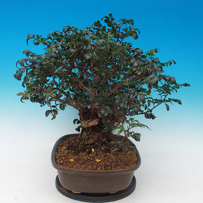 Zimmer bonsai- Pistachios - 4