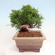Outdoor bonsai - Juniperus chinensis Itoigawa - Chinese juniper - 4/5