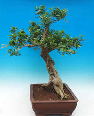 Zimmerbonsai - Muraya paniculata - 4