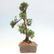 Outdoor-Bonsai - Juniperus chinensis Kishu - Chinesischer Wacholder - 4/4