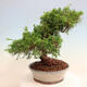 Outdoor bonsai - Juniperus chinensis Itoigawa - Chinese juniper - 4/4