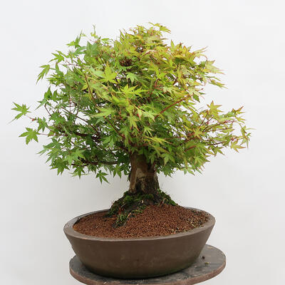 Bonsai im Freien – Ahorn – Acer palmatum – NUR PALETTENTRANSPORT - 4