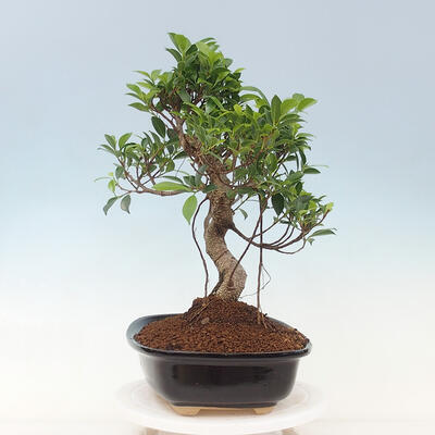 Zimmerbonsai - Ficus kimmen - kleinblättriger Ficus - 4