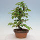 Outdoor bonsai - Pseudocydonia sinensis - Chinese quince - 4/4
