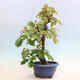 Outdoor bonsai - Pseudocydonia sinensis - Chinese quince - 4/6