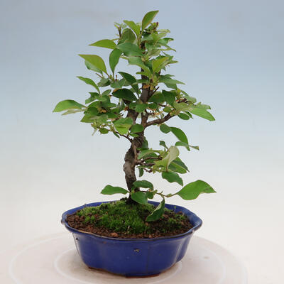 Outdoor bonsai - Pseudocydonia sinensis - Chinese quince - 4